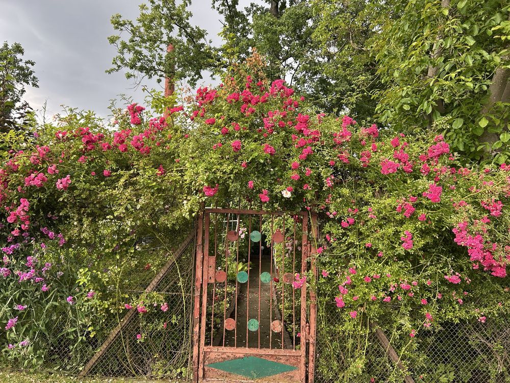 Działka rod Szczytno. Zdjęcie 1