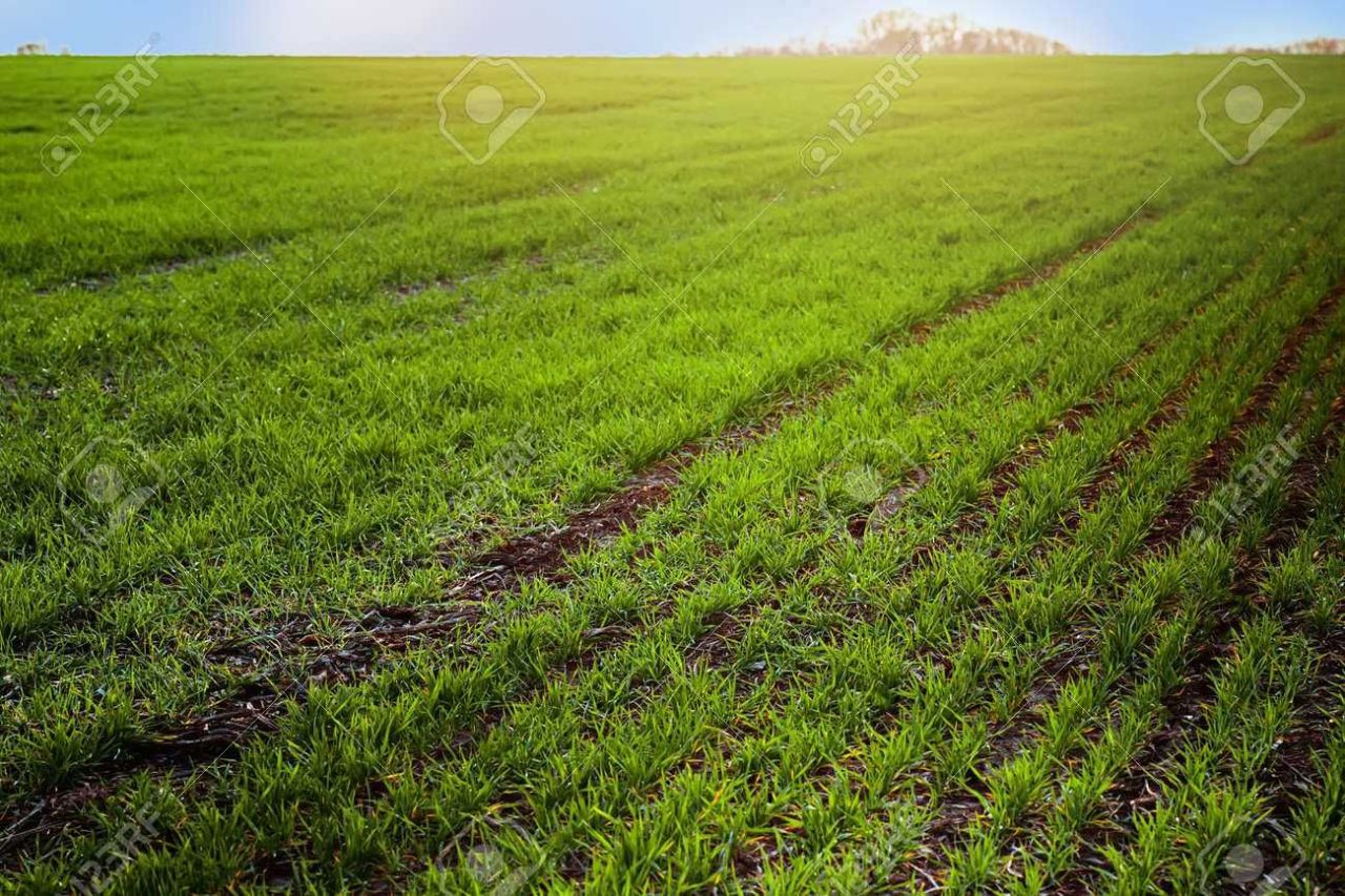 Działka rolna Wysoka Strzyżowska. Zdjęcie 7