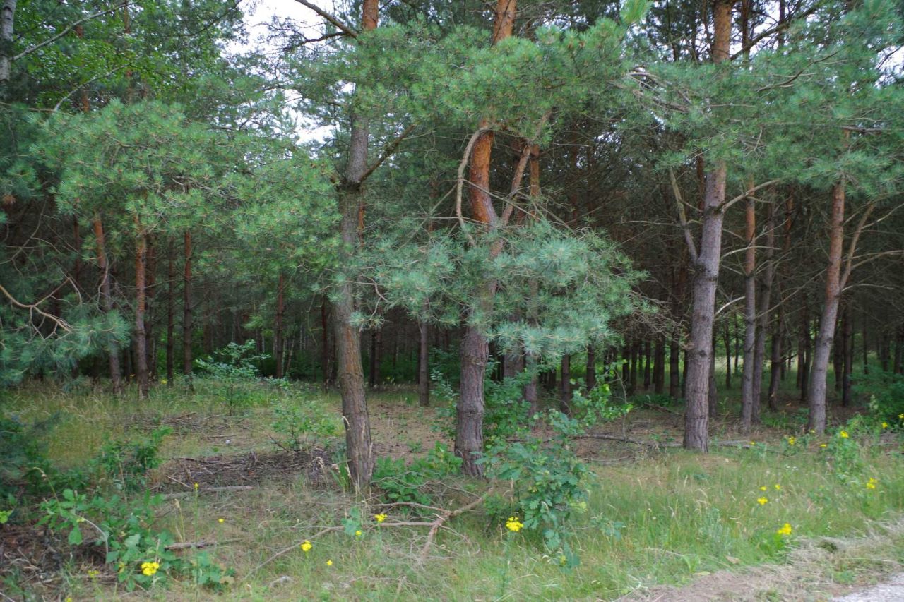 Działka budowlana Sokołowo. Zdjęcie 6