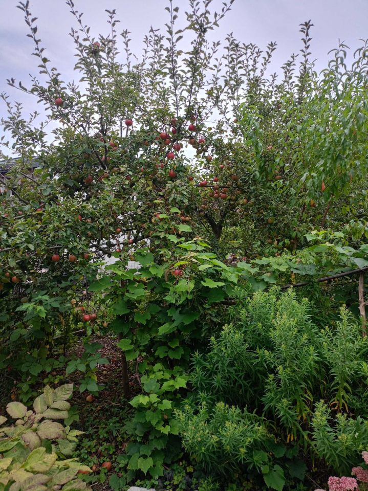 Działka rod Wrocław Krzyki. Zdjęcie 2