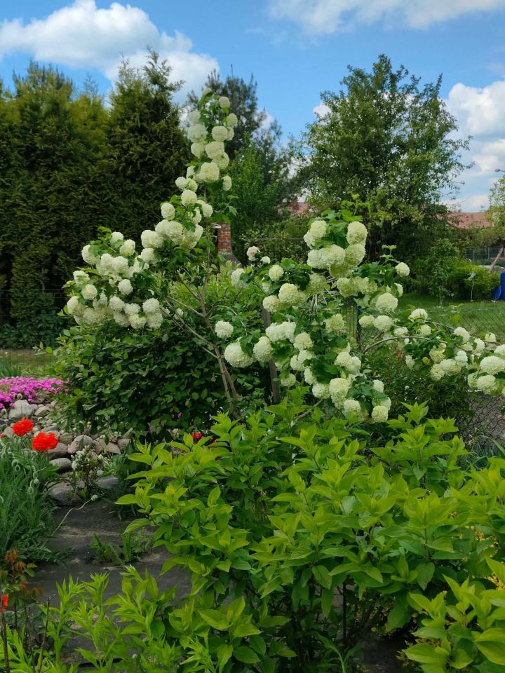 Działka rod Krotoszyn, ul. Polna. Zdjęcie 7