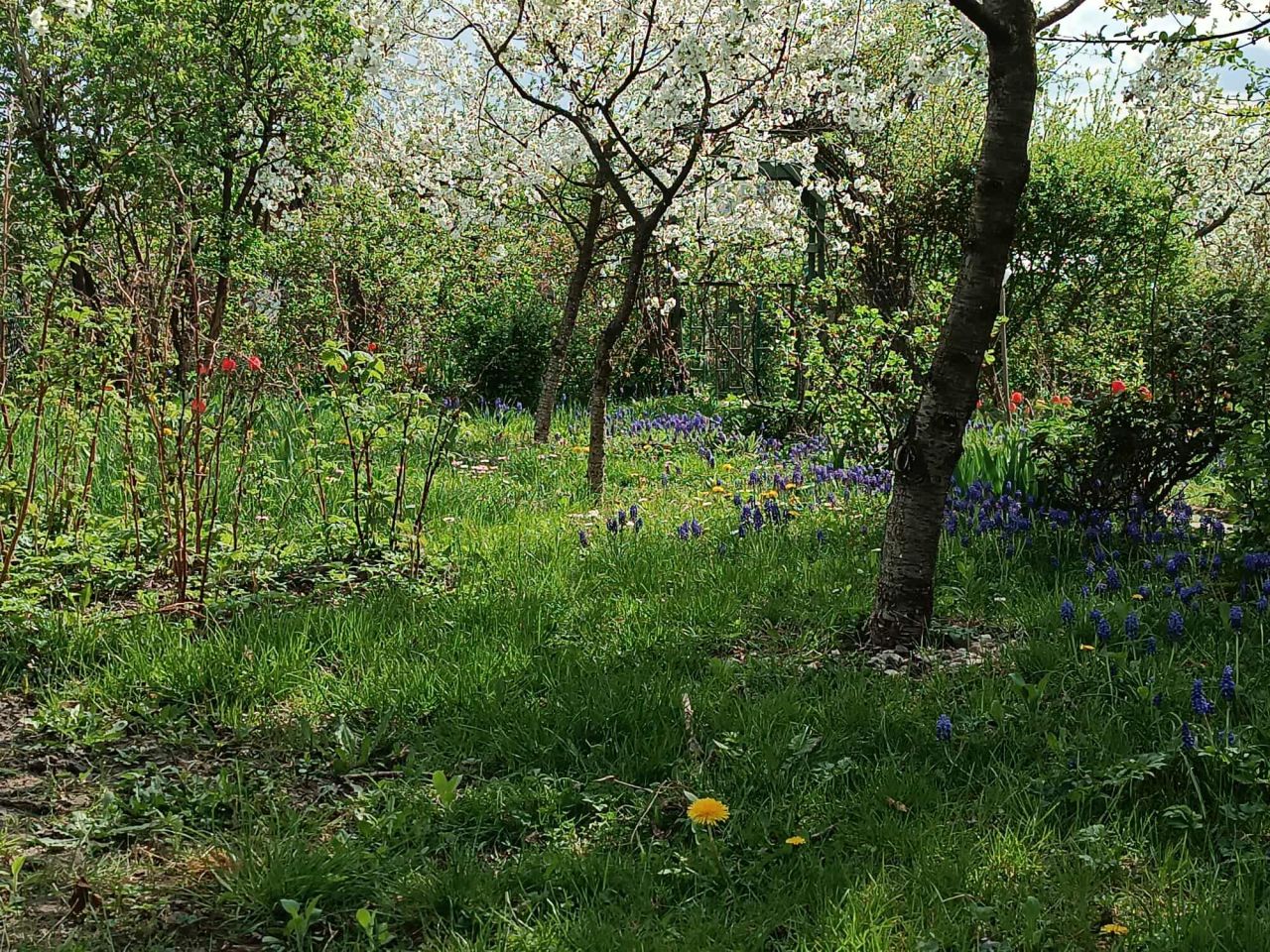 Działka rod Gdańsk Chełm, ul. Zamiejska. Zdjęcie 8