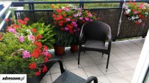 Mieszkanie 2-pokojowe Brwinów, ul. Sportowa. Zdjęcie 3