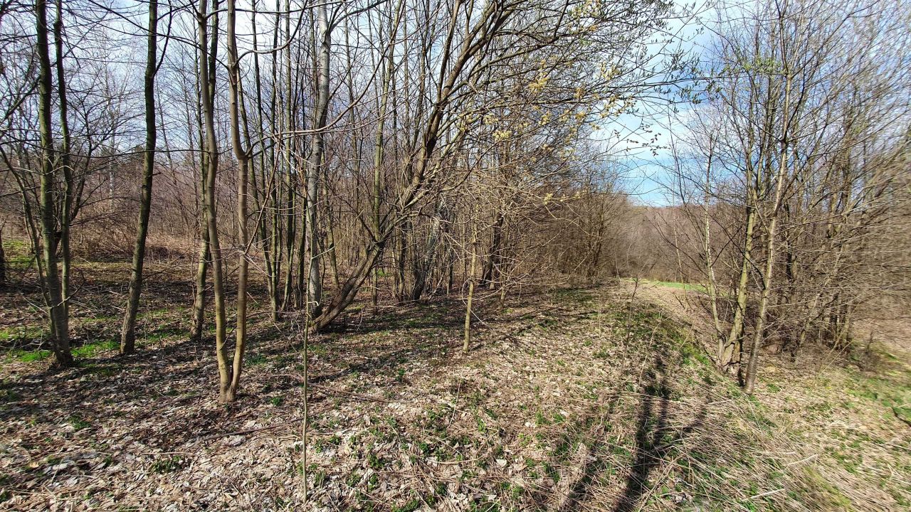 Działka budowlana Borówki. Zdjęcie 8