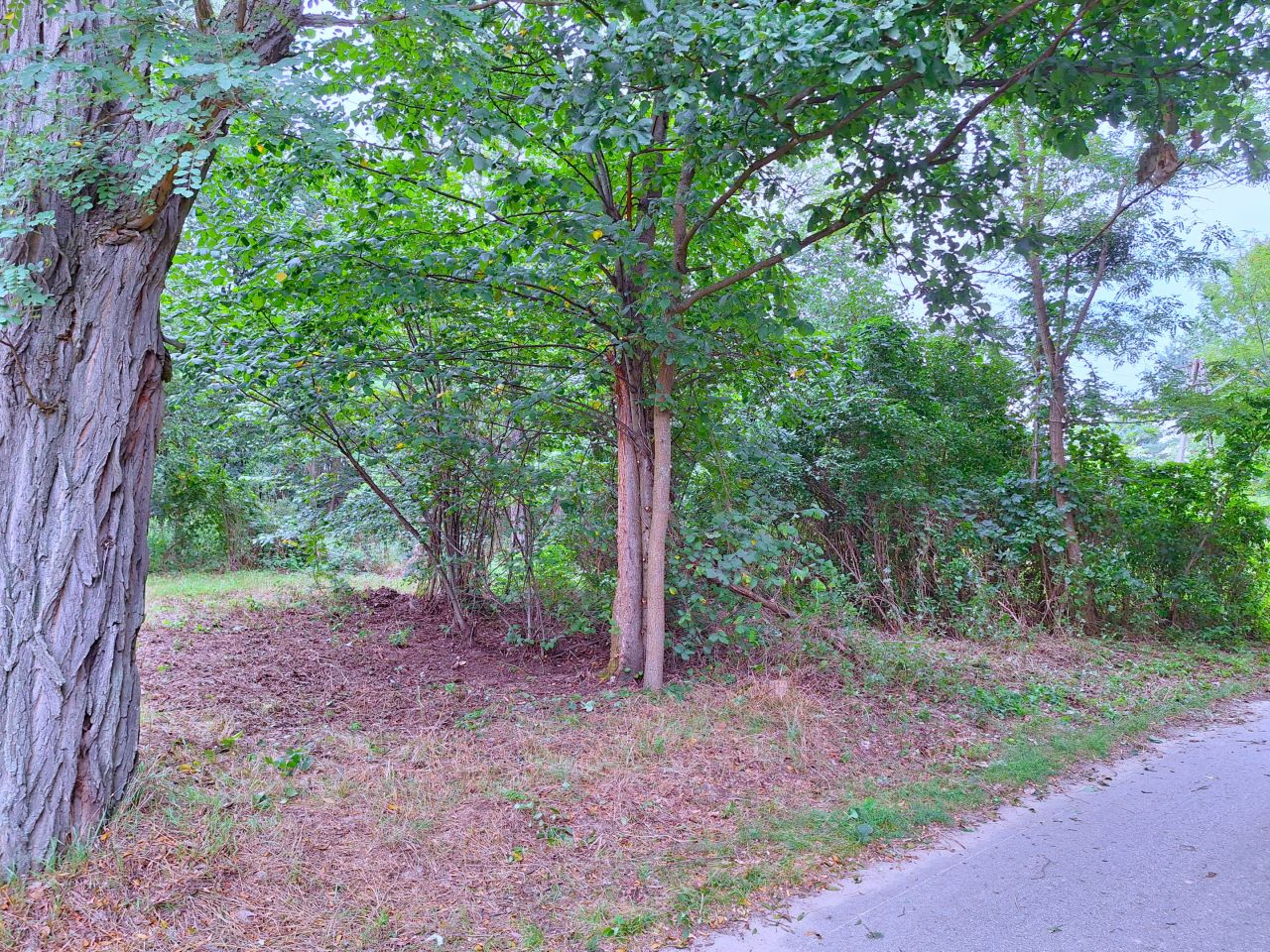 Działka rolno-budowlana Nowa Wieś-Śladów. Zdjęcie 22