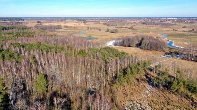 Działka leśna Grzegorze. Zdjęcie 14