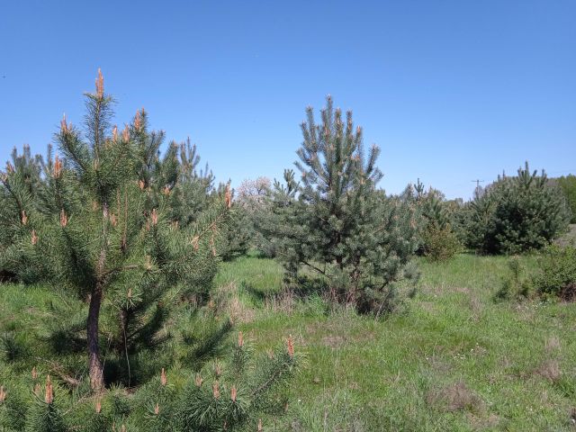 Działka budowlana Krzyżówka, ul. Wiejska. Zdjęcie 1