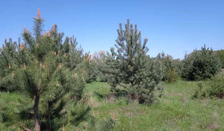 Działka budowlana Krzyżówka, ul. Wiejska