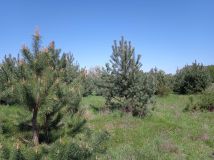 Działka budowlana Krzyżówka, ul. Wiejska