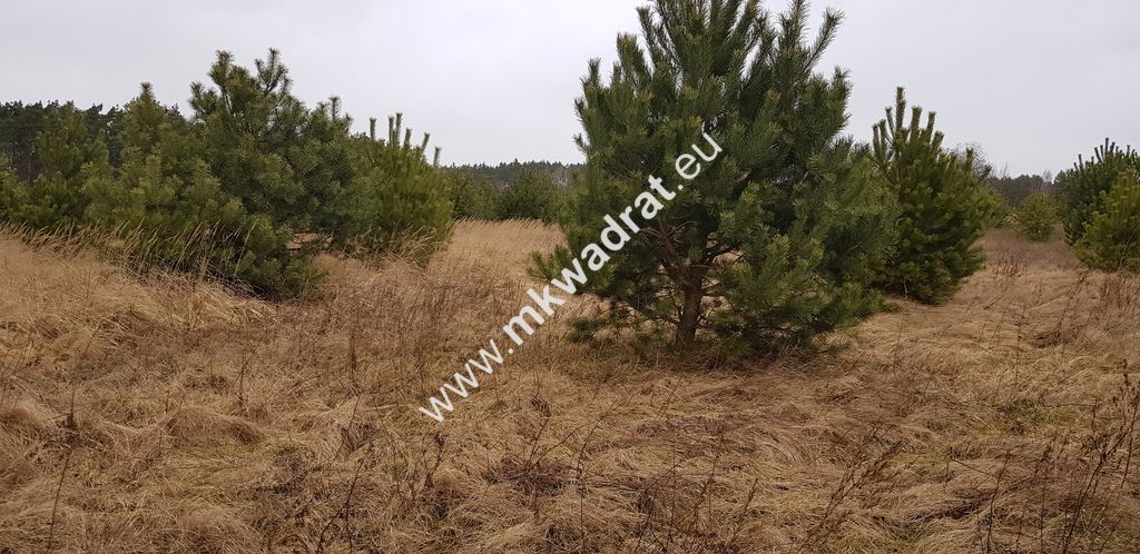 Działka budowlana Budy Iłowskie. Zdjęcie 2