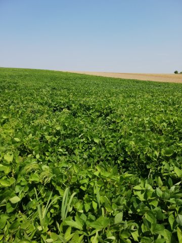 Działka rolna Studzianki. Zdjęcie 1