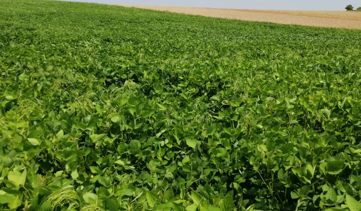 Działka rolna Studzianki