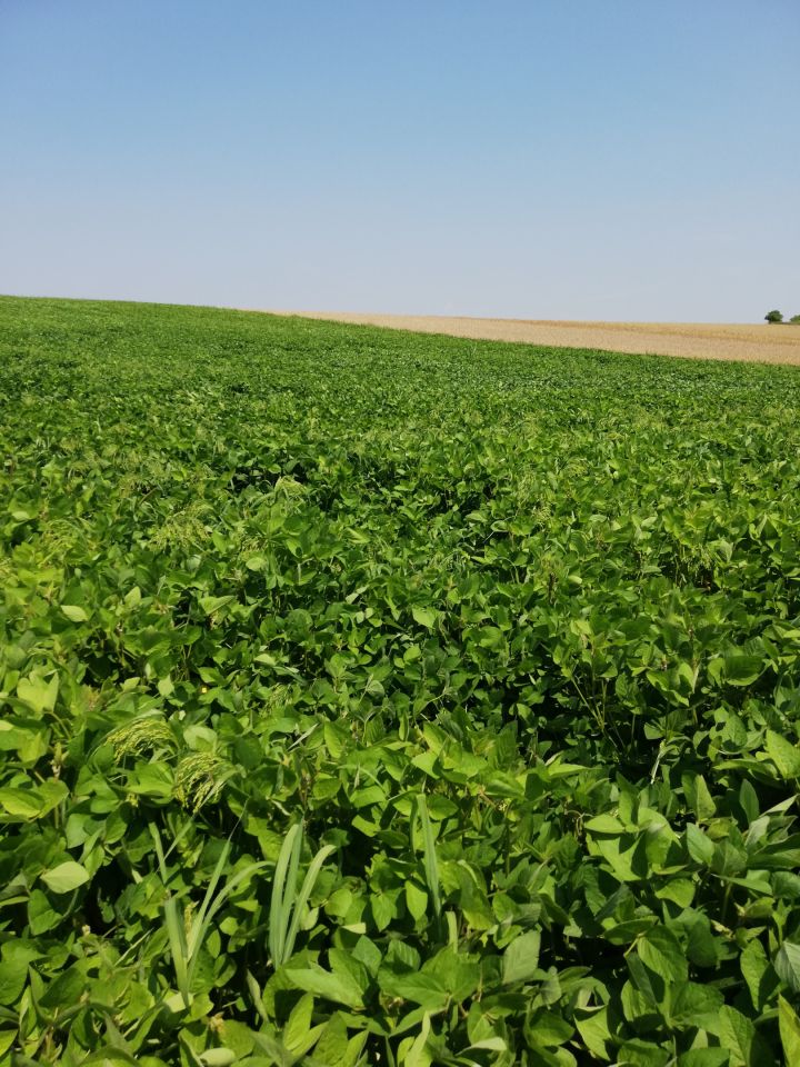 Działka rolna Studzianki. Zdjęcie 1