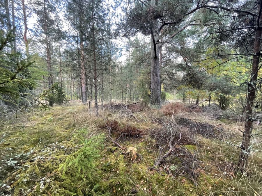 Działka rekreacyjna Kłączno. Zdjęcie 6