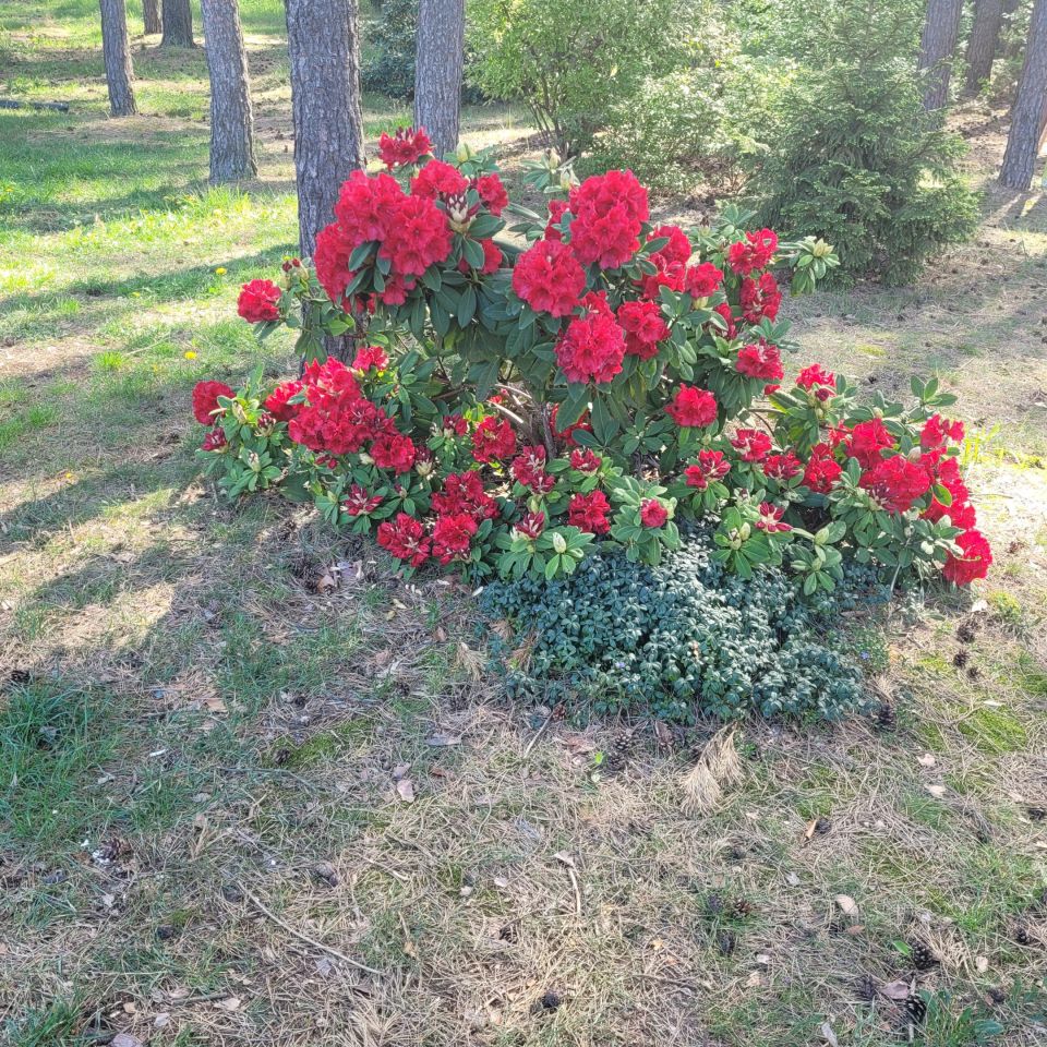 dom wolnostojący, 4 pokoje Kobyla Góra Onufry, ul. Wojska Polskiego. Zdjęcie 20