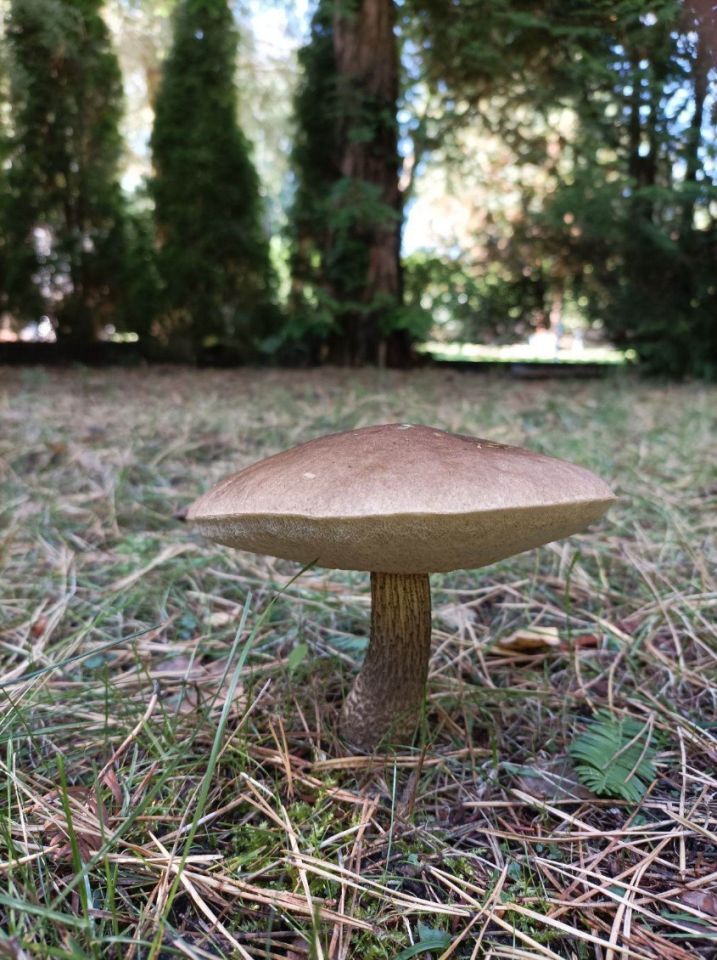 Działka rod Władysławów. Zdjęcie 7