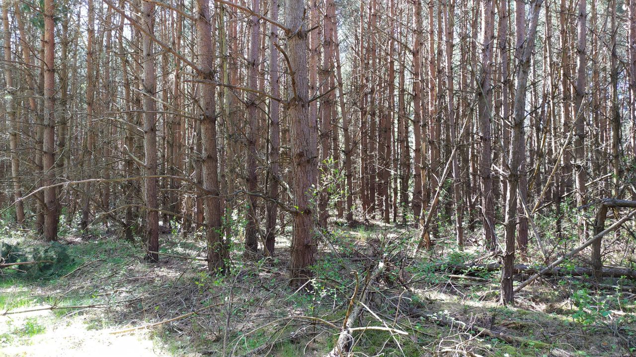 Działka leśna Bocheniec. Zdjęcie 6