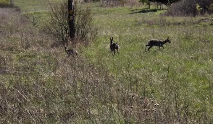 Działka budowlana Rodaki, ul. Słoneczna