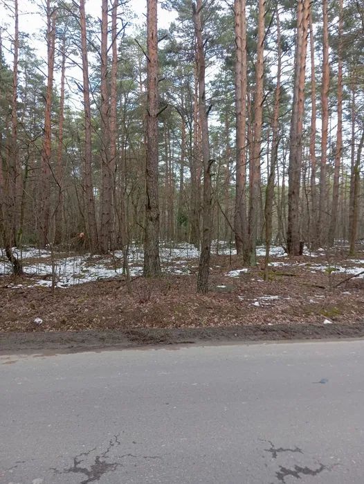 Działka leśna Kozodrza. Zdjęcie 2