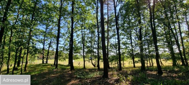 Działka rekreacyjna Huta-Chojno. Zdjęcie 4