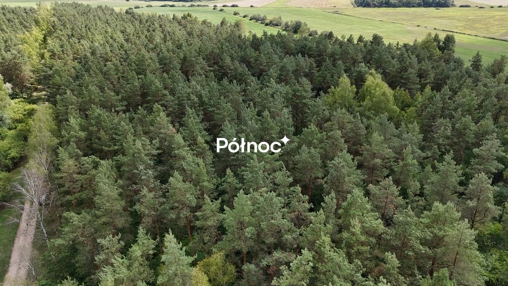 Działka leśna Pieńczykowo. Zdjęcie 8