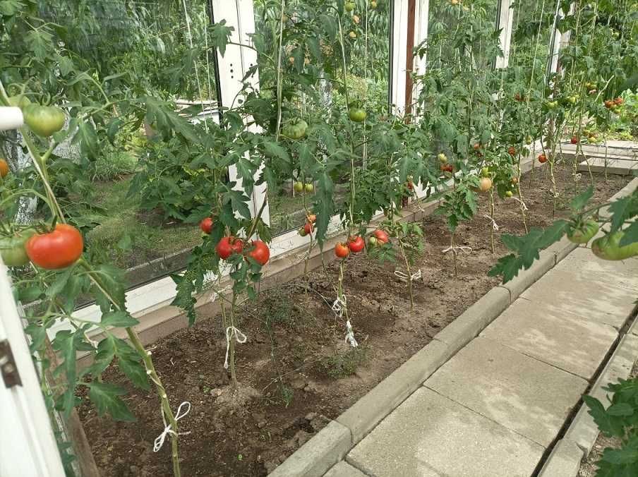 Działka rod Szczecin Pogodno. Zdjęcie 8