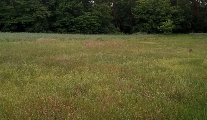 Działka budowlana Sieradz, ul. Wilcza