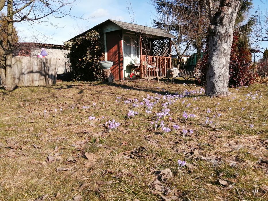 Działka rekreacyjna Tczew, ul. Czatkowska