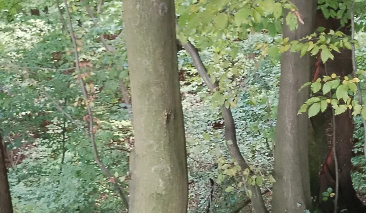 Działka leśna Osobnica Wiśniówki