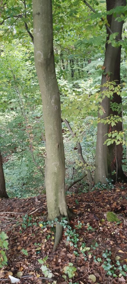 Działka leśna Osobnica Wiśniówki