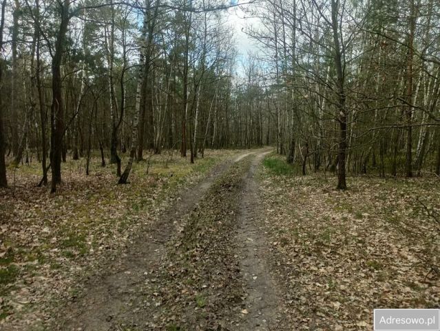 Działka leśna Hipolitów. Zdjęcie 1