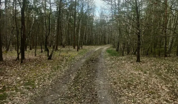 Działka leśna Hipolitów