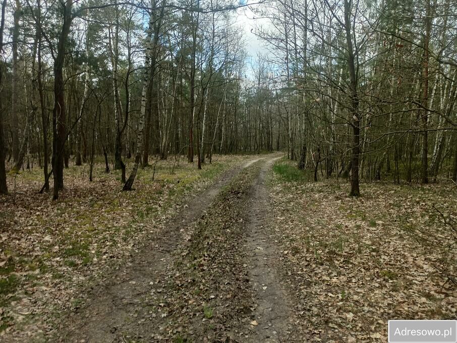 Działka leśna Hipolitów. Zdjęcie 1