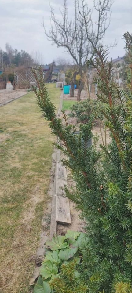 Działka rod Solec Kujawski, ul. Lipowa. Zdjęcie 2