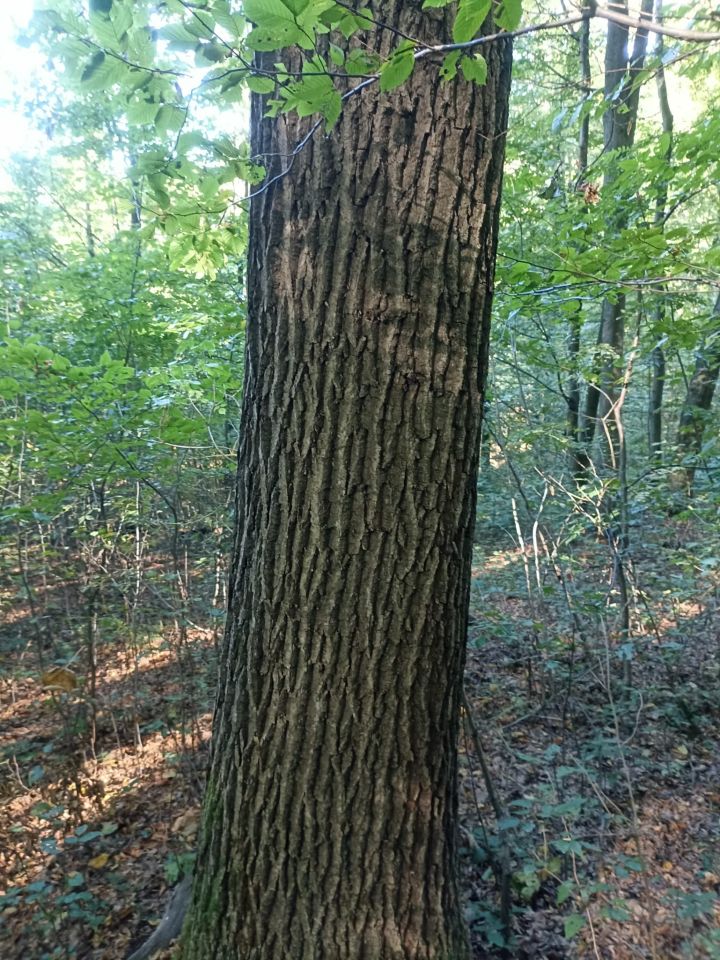 Działka leśna Łużna, Wjazd od Szalowa. Zdjęcie 8
