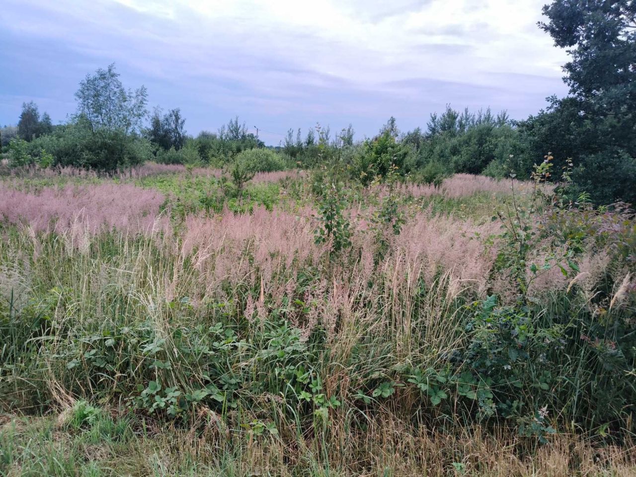 Działka budowlana Ludwinów. Zdjęcie 8