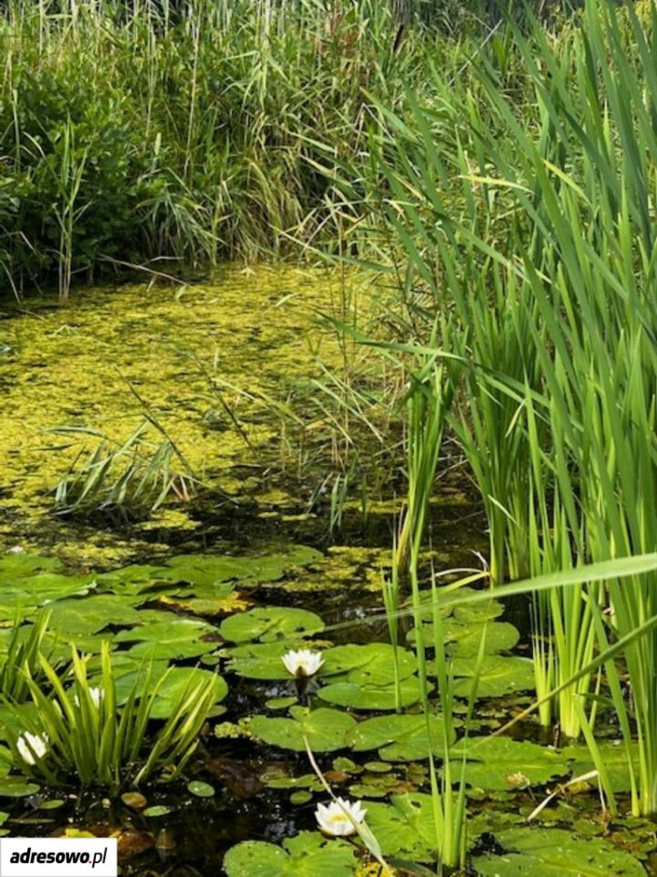 dom wolnostojący, 3 pokoje Kołczewo, ul. Bałtycka. Zdjęcie 19