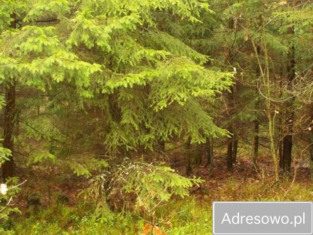 Działka leśna Cibórz. Zdjęcie 1