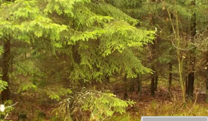 Działka leśna Cibórz