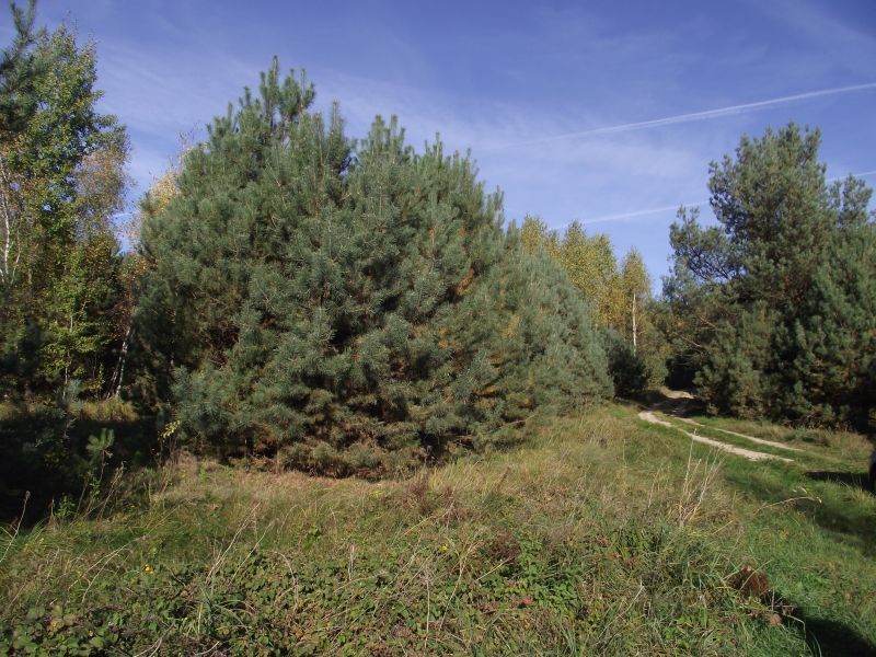 Działka siedliskowa Radomia Orzewo. Zdjęcie 8