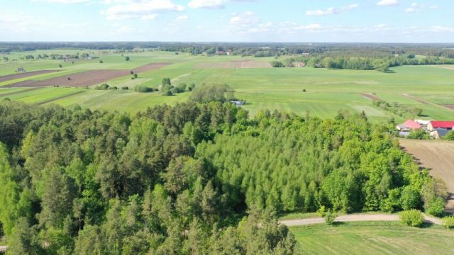Działka leśna Stary Cydzyn. Zdjęcie 2