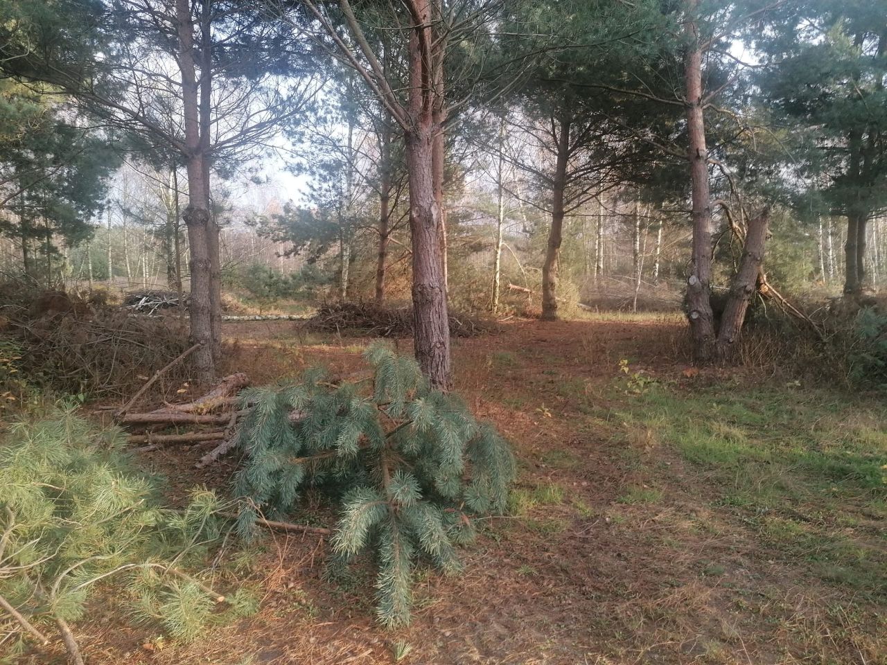 Działka rolna Kępina. Zdjęcie 11