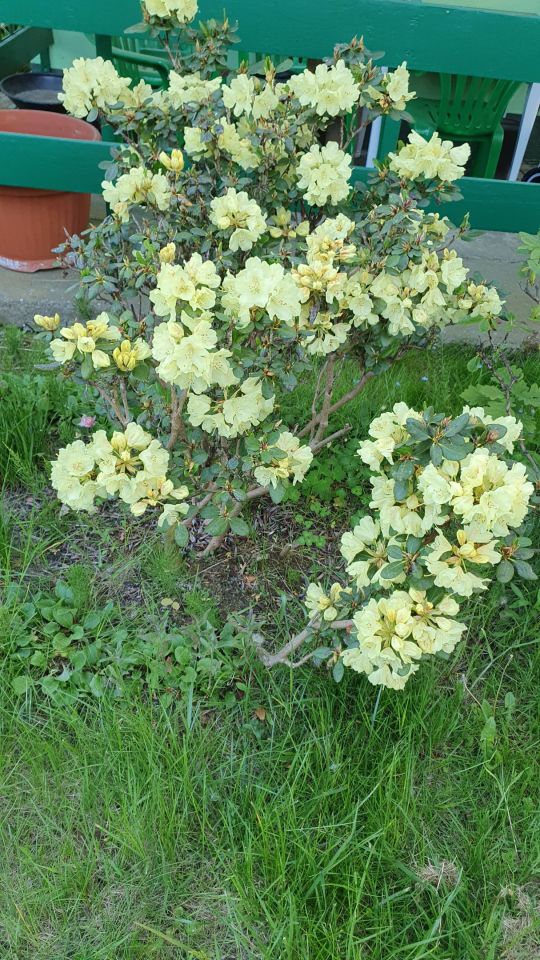 Działka rod Warszawa Wawer, ul. Borowiecka. Zdjęcie 11