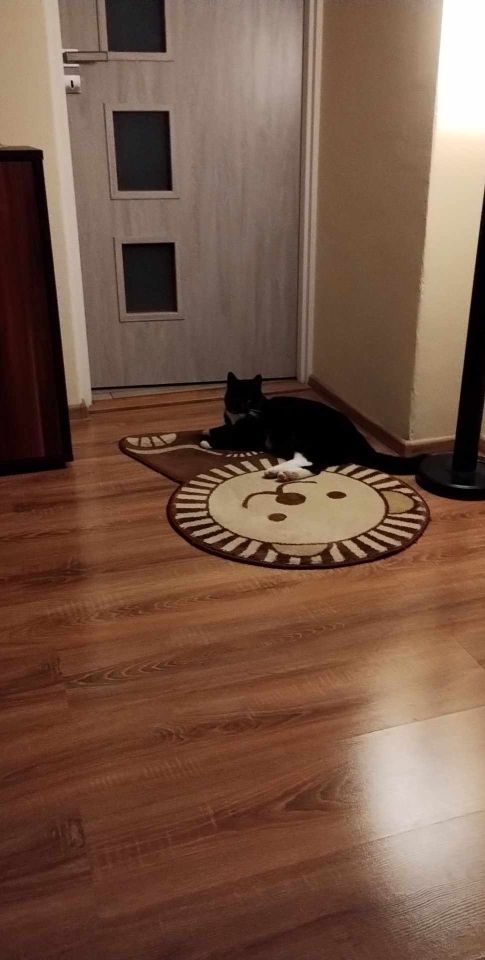 dom wolnostojący, 3 pokoje Tabor. Zdjęcie 17