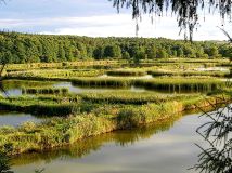 Działka rolna Wielobycz. Zdjęcie 2