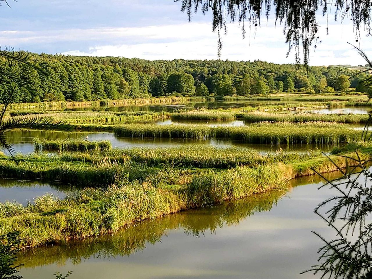 Działka rolna Wielobycz. Zdjęcie 3