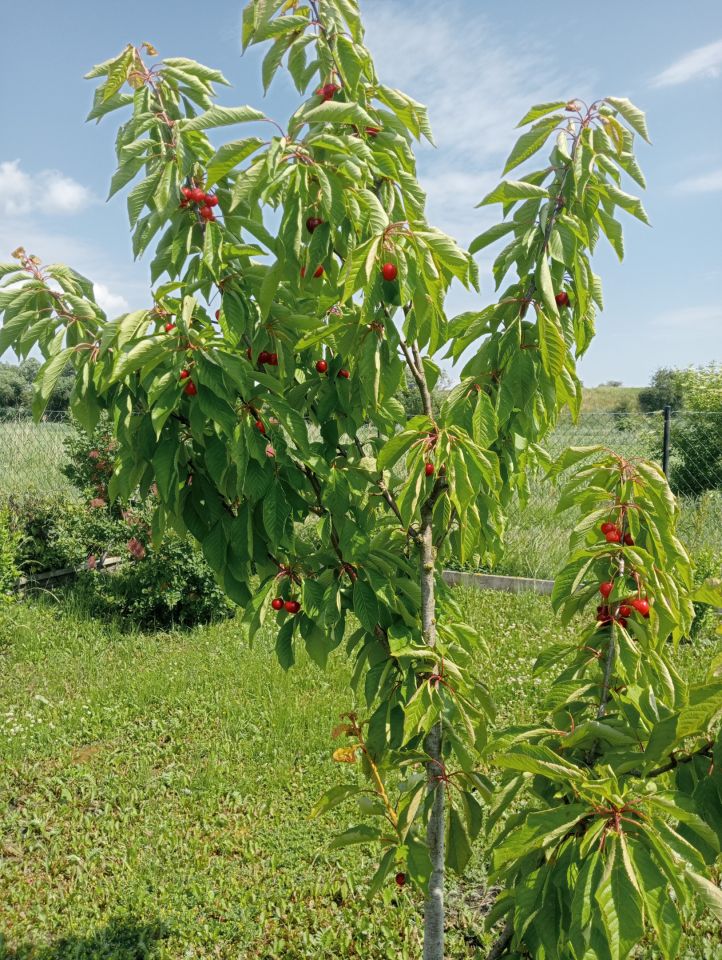 Działka rolna Białki. Zdjęcie 12