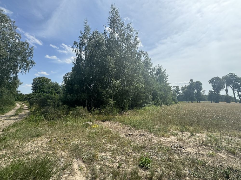 Działka rolno-budowlana Sewerynów. Zdjęcie 5