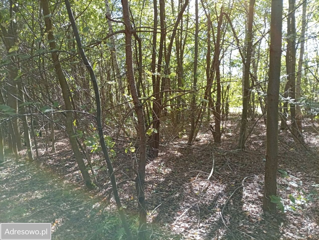 Działka Ratoszyn Pierwszy. Zdjęcie 2