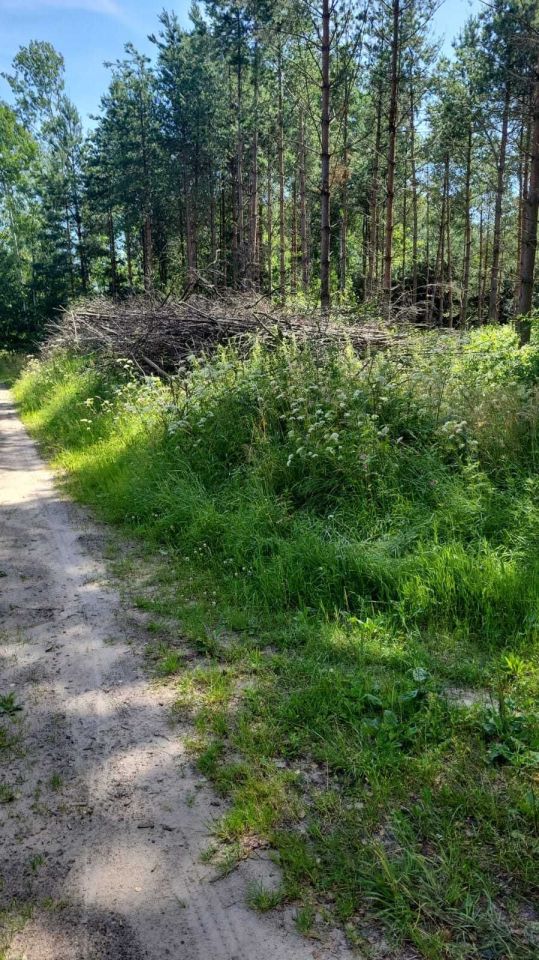 Działka leśna Boreczno. Zdjęcie 3